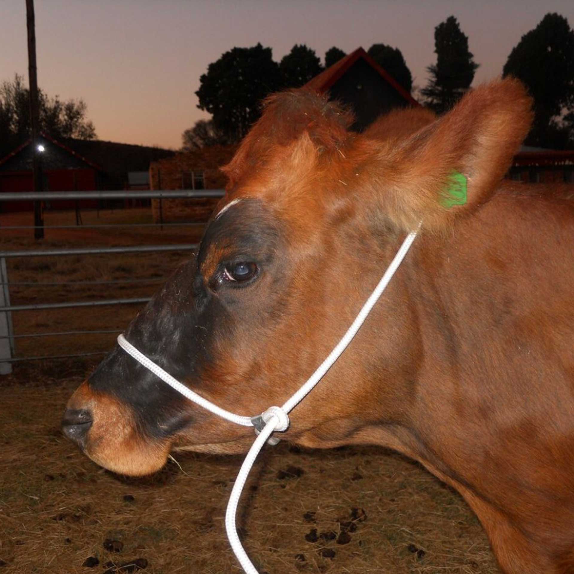 Halter Shipping Rope Solo